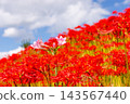 粉紅色的夏日水仙花被紅色的彼岸花（Lycoris radiata）環繞，將茨城縣日立田市新宿町的源氏川兩岸染成了紅色。 143567440