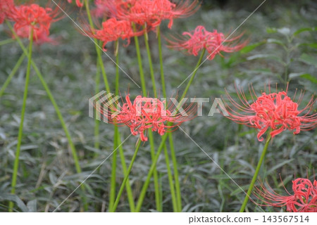 希根花的風景 143567514