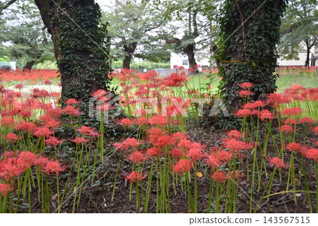 希根花的風景 143567515