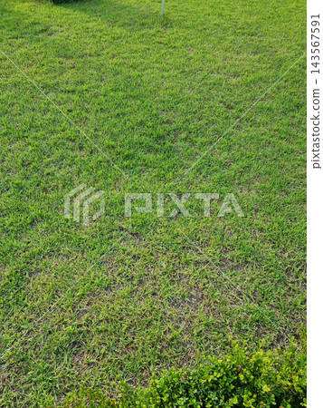 Green lawn close-up in summer. Green lawn close-up in summer. 143567591