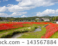 茨城縣日立田市新宿町源川堤岸的斜坡上，盛開著一簇簇鮮紅的彼岸花（Lycoris radiata）。 143567884