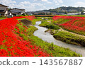 茨城縣日立田市新宿町源川堤岸的斜坡上，盛開著一簇簇鮮紅的彼岸花（Lycoris radiata）。 143567887