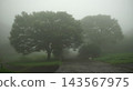 A forest grove shrouded in mist 143567975