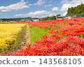 茨城縣日立田市新宿町源川堤岸的斜坡上，盛開著一簇簇鮮紅的彼岸花（Lycoris radiata）。 143568105