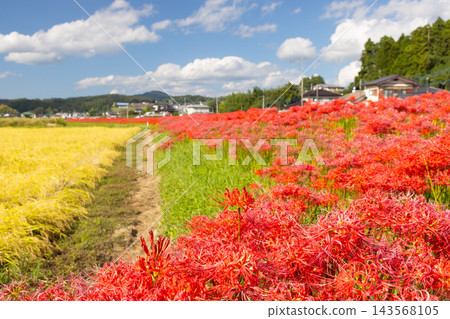 茨城縣日立田市新宿町源川堤岸的斜坡上,盛開著一簇簇鮮紅的彼岸花(Lycoris radiata)。 茨城縣日立田市新宿町源川堤岸的斜坡上,盛開著一簇簇鮮紅的彼岸花(Lycoris radiata)。 143568105