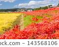 茨城縣日立田市新宿町源川堤岸的斜坡上，盛開著一簇簇鮮紅的彼岸花（Lycoris radiata）。 143568106