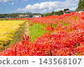 茨城縣日立田市新宿町源川堤岸的斜坡上，盛開著一簇簇鮮紅的彼岸花（Lycoris radiata）。 143568107