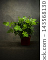 Miniature rose bush in a brown pot against a dark background 143568130