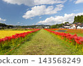 在茨城縣日立田市新宿町源氏川旁的道路兩旁，盛開著一簇簇的紅色彼岸花（Lycoris radiata）。 143568249