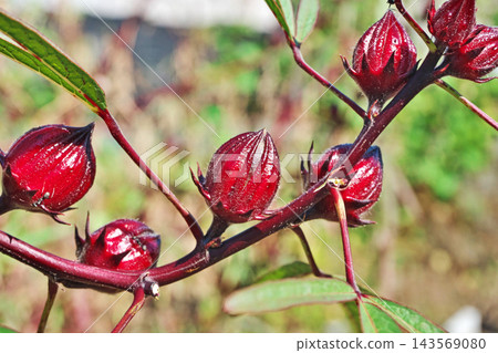 Roselle fruit (autumn, October) Roselle fruit (autumn, October) 143569080