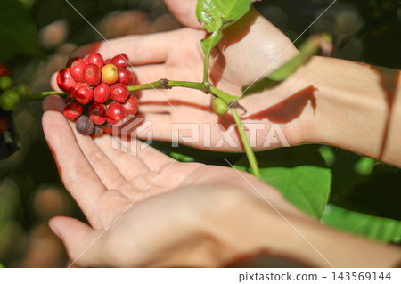 Close-up Hands Harvesting Fresh Red Coffee Berries Close-up Hands Harvesting Fresh Red Coffee Berries 143569144