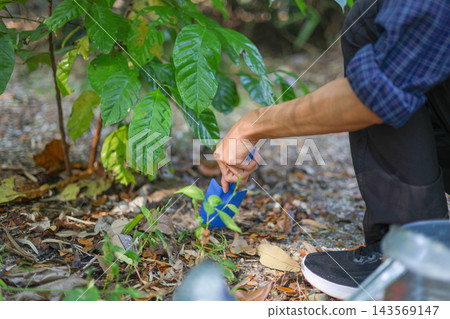 A man using a small blue hand trowel to tend to the soil around a young coffee tree. A man using a small blue hand trowel to tend to the soil around a young coffee tree. 143569147