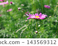 Pink cosmos flowers blooming in autumn field 143569312