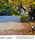 Road where fallen leaves are scattered 143569315