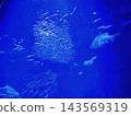 The World of the Large Aquarium 143569319