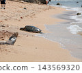 A sea turtle walking on the beach 143569320