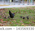 Wild chickens and chicks walking on the ground in the park. 143569330
