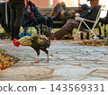 A chicken with a magnificent mane 143569331