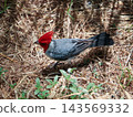 Red bird, Cardinal 143569332
