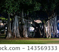 Banyan tree at night 143569333