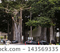 Banyan tree 143569335