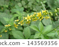 Goldenrod (Toyoiwa Koyama, Akita City, 260906) 143569356