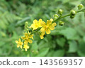 Goldenrod (Toyoiwa Koyama, Akita City, 260906) 143569357