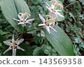 Tricyrtis macropoda (Akita City Nibetsu Botanical Garden, 260831) 143569358