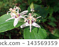 Tricyrtis macropoda (Akita City Nibetsu Botanical Garden, 260831) 143569359