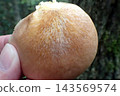 Omphalotus japonicus (260927, Shimohama Hatta, Akita City) 143569574