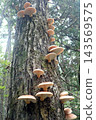 Omphalotus japonicus (260927, Shimohama Hatta, Akita City) 143569575