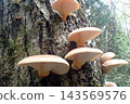 Omphalotus japonicus (260927, Shimohama Hatta, Akita City) 143569576
