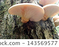 Omphalotus japonicus (260927, Shimohama Hatta, Akita City) 143569577