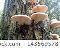 Omphalotus japonicus (260927, Shimohama Hatta, Akita City) 143569578