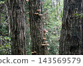 Omphalotus japonicus (260927, Shimohama Hatta, Akita City) 143569579