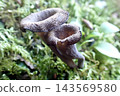 Black trumpet fungus (260930, Nibetsu Botanical Garden, Akita City) 143569580