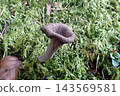 Black trumpet fungus (260930, Nibetsu Botanical Garden, Akita City) 143569581