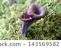 Black trumpet fungus (260930, Nibetsu Botanical Garden, Akita City) 143569582
