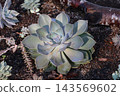 Planting succulent plants Planting succulent plants 143569602