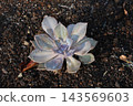 Succulent plants Succulent plants 143569603