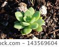 Planting succulent plants Planting succulent plants 143569604
