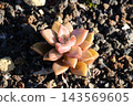 Succulent plants Succulent plants 143569605