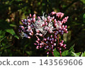 Fuji Bakama Flower Fuji Bakama Flower 143569606
