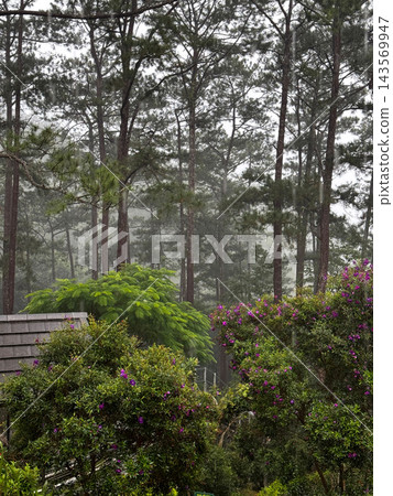 Heavy Rain Falling in a Tall Pine Forest with Purple Flowers Heavy Rain Falling in a Tall Pine Forest with Purple Flowers 143569947