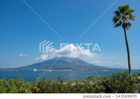夏日的藍天和棕櫚樹，櫻島和金光灣對岸的渡輪。 143569970
