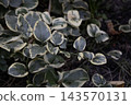 ariegated green and cream periwinkle leaves growing outdoors closeup. Natural botanical ground cover foliage background with beautiful leaf pattern for gardening, ecology, and nature stock design. 143570131