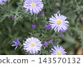 Purple aster flowers blooming in outdoor garden with yellow centers closeup. Vibrant floral backdrop with green leaves background for autumn, spring, botanical, and nature stock photography projects. 143570132