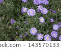 Purple aster flowers blooming in outdoor garden with yellow centers closeup. Vibrant floral backdrop with green leaves background for autumn, spring, botanical, and nature stock photography projects. 143570133