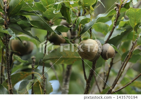 自然,植物:沖繩常綠櫟(Quercus serrata),許多橡實開始變褐。這棵樹今年似乎碩果累累。 自然,植物:沖繩常綠櫟(Quercus serrata),許多橡實開始變褐。這棵樹今年似乎碩果累累。 143570194