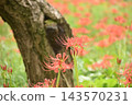 Crimson higambana 143570231